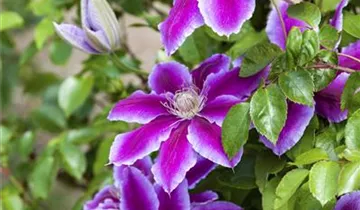 Waldrebe 'Evipo 075'