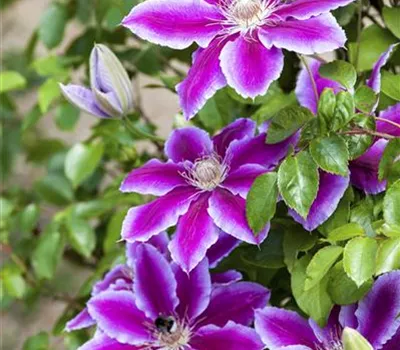 Clematis 'Diana's Delight' ®