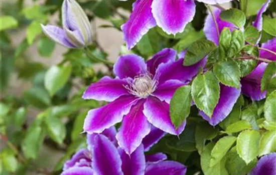 Clematis 'Diana's Delight' ®