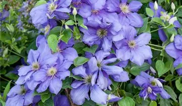 Waldrebe 'Evipo 075'