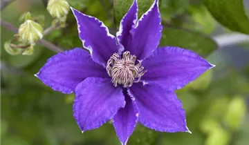 Waldrebe 'Evipo 075'