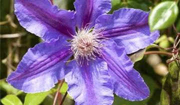 Waldrebe 'Evipo 075'
