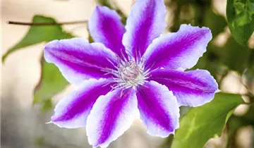 Waldrebe 'Evipo 075'