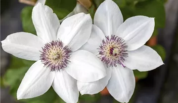 Waldrebe 'Evipo 075'