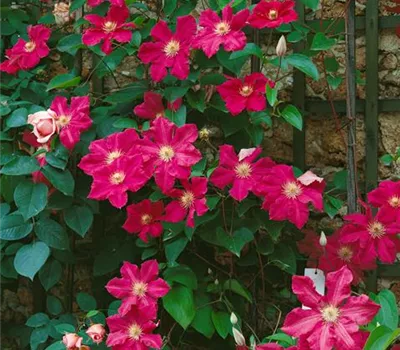 Clematis 'Ernest Markham' (frühe Großblütige Gruppe)