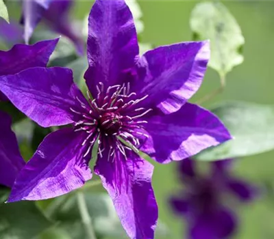 Clematis 'Fleuri' ®