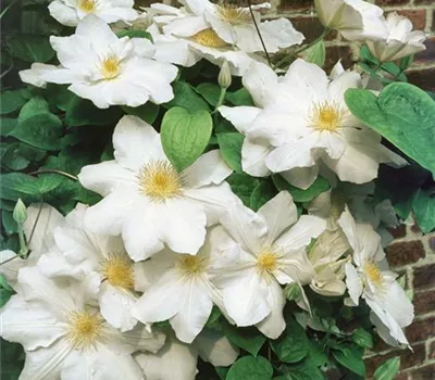 Clematis 'Fragrant Star'