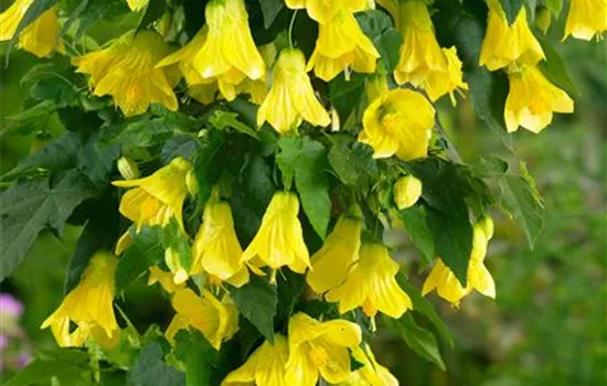 Abutilon megapotamicum 'Yellow Trumpet'