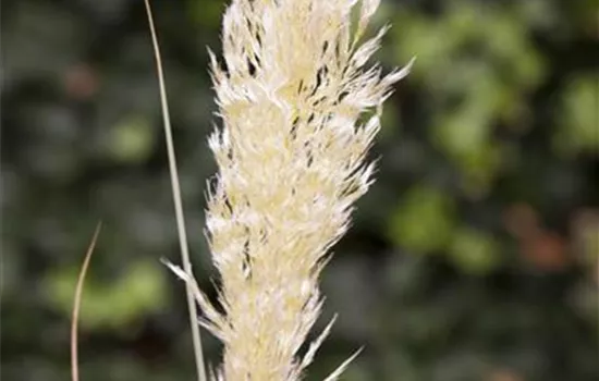 Cortaderia selloana 'Comet' ®