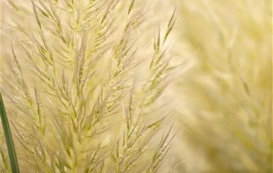 Cortaderia selloana 'Evita'