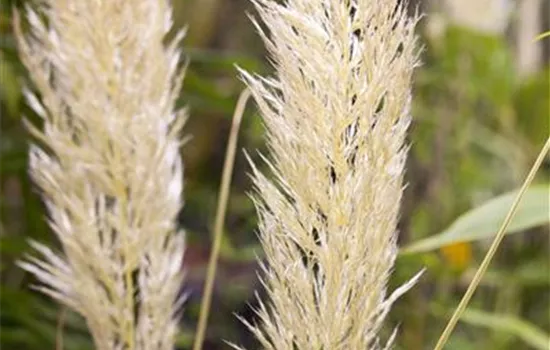 Cortaderia selloana 'Golden Comet' ®