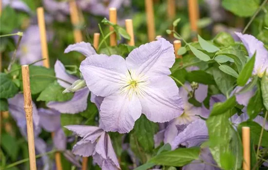 Clematis 'Ice Blue' ®