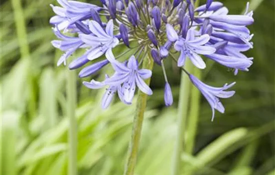 Agapanthus africanus