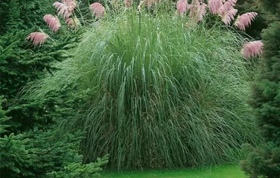 Cortaderia selloana 'Roi des Roses'