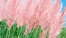 Rosablühendes Garten-Pampasgras 'Rosea'
