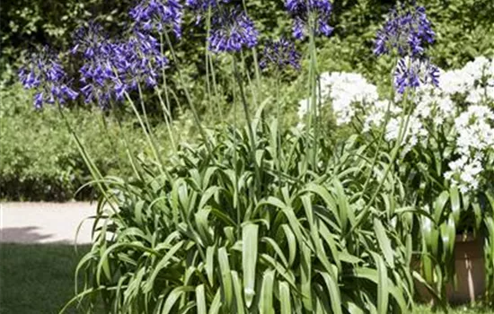 Agapanthus africanus, blau
