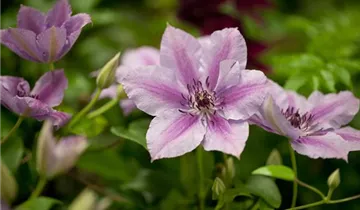Clematis