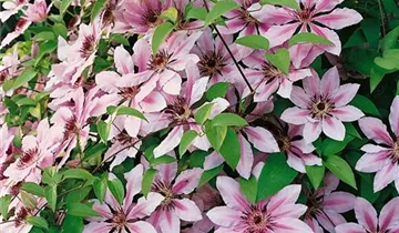 Clematis