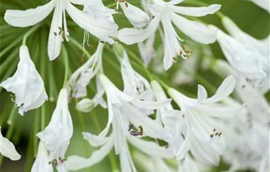Agapanthus africanus, weiß