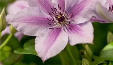 Clematis