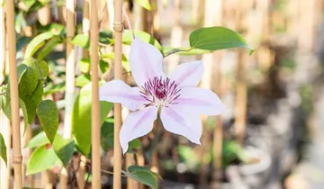 Clematis