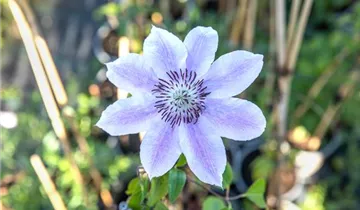 Clematis