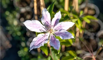 Clematis