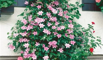 Clematis