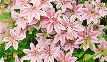 Clematis
