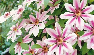 Clematis