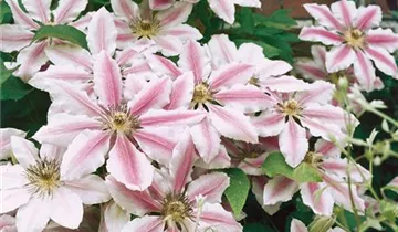 Clematis