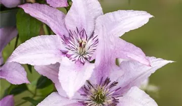 Waldrebe 'Evipo 075'