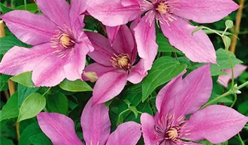 Waldrebe 'Sugar Candy'