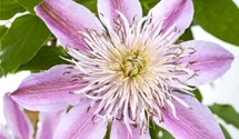 Waldrebe 'Empress' ®