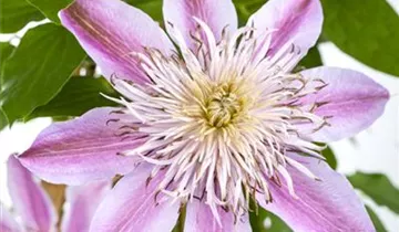 Waldrebe 'Empress' ®