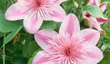 Waldrebe 'Empress' ®