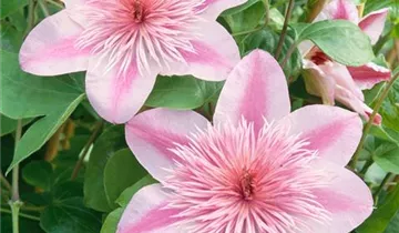Waldrebe 'Empress' ®