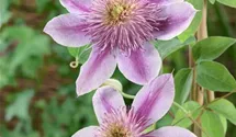 Waldrebe 'Empress' ®