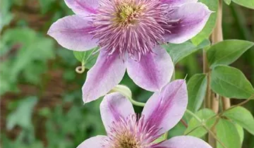 Waldrebe 'Empress' ®
