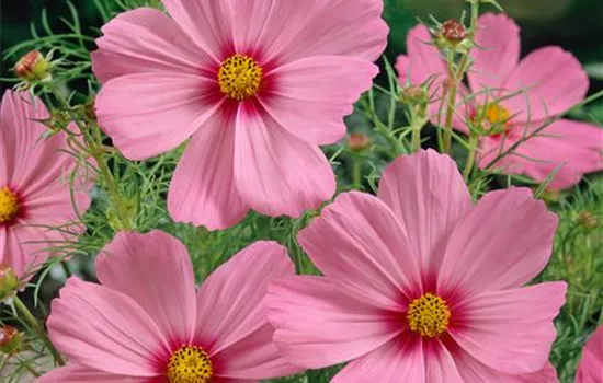 Cosmos bipinnatus Sonata 'Pink'