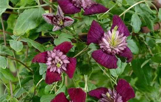 Clematis viticella 'Avant-Garde' ®