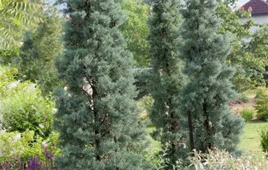 Cupressus macrocarpa sempervirens