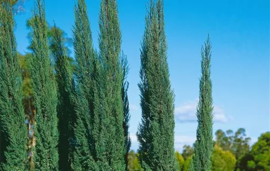 Cupressus sempervirens
