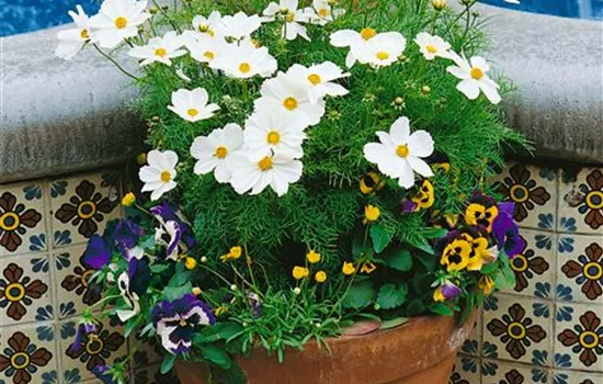 Cosmos bipinnatus 'White'