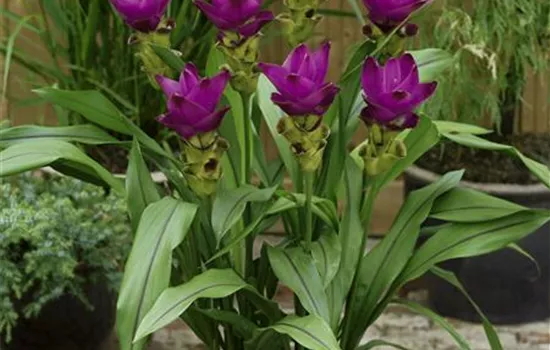 Curcuma zedoaria