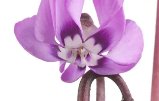 Cyclamen coum 'Mischung'