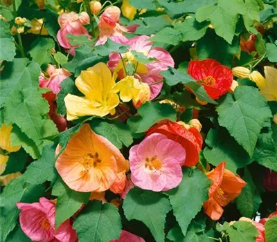 Abutilon, in Sorten