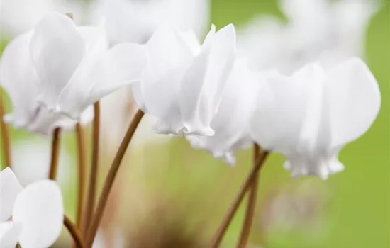 Cyclamen hederifolium, weiß