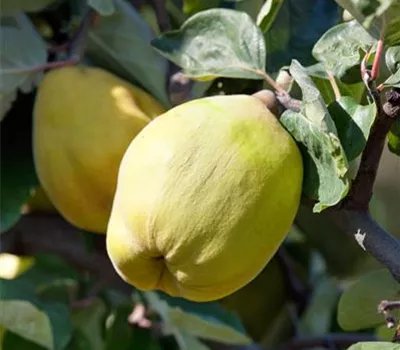 Cydonia oblonga 'Vranja'