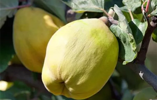 Cydonia oblonga 'Vranja'